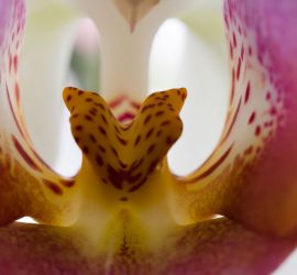 Macro Photograph by Roger Smith 2008