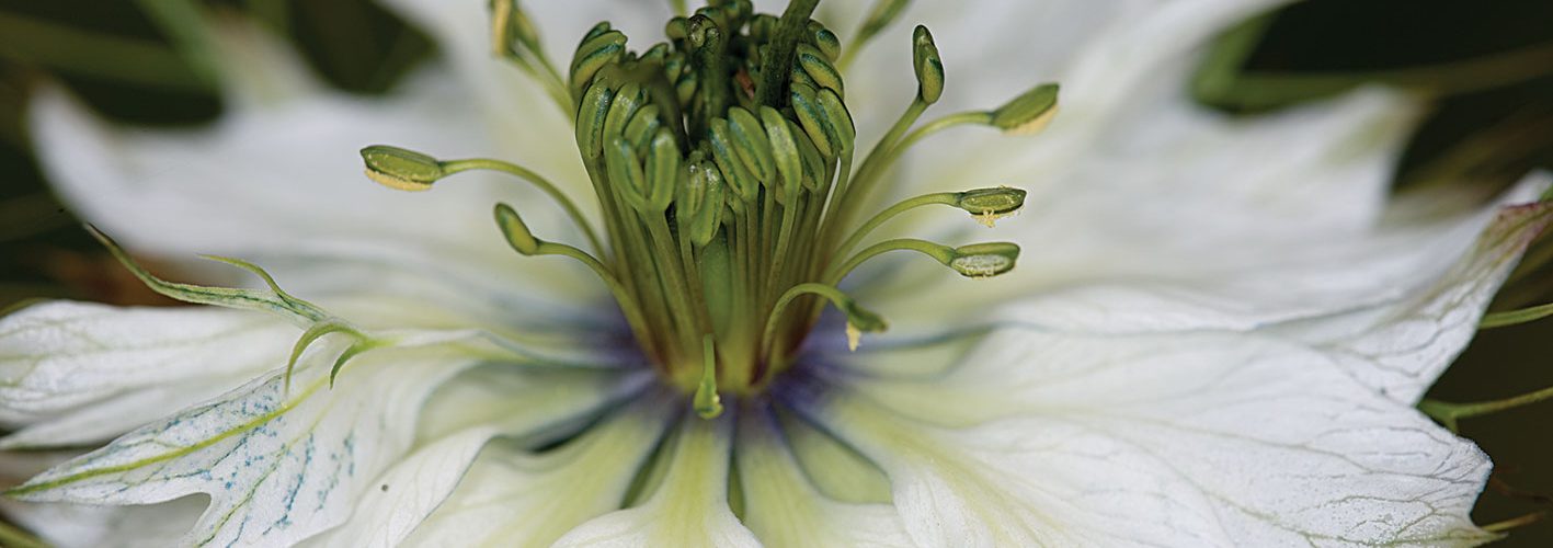 Macro Photograph by Roger Smith 2008