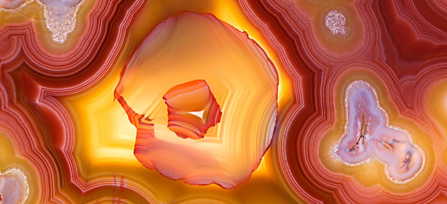 Macro Photograph by Roger Smith 2008