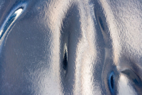 Macro Photograph by Roger Smith 2008